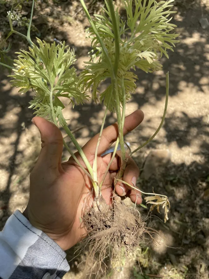 Delphinium pallidiflorum
