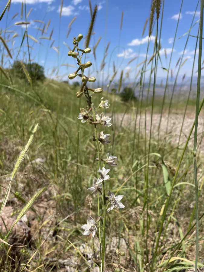 Delphinium pallidiflorum