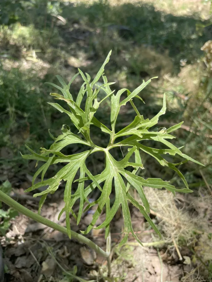 Delphinium pallidiflorum