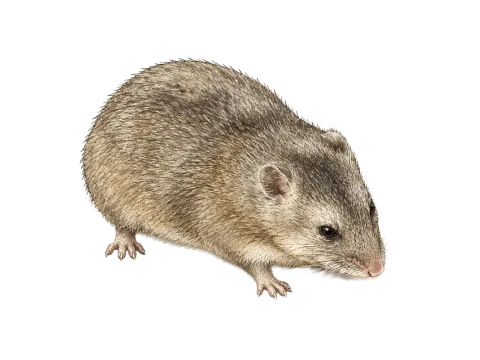 Gray Dwarf Hamster