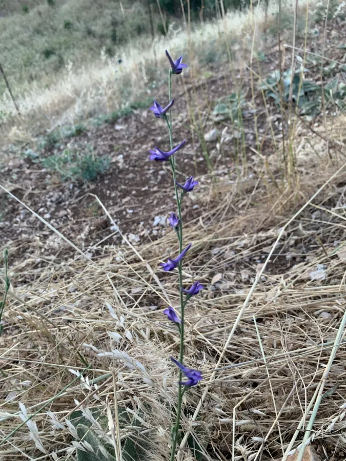 Delphinium peregrinum