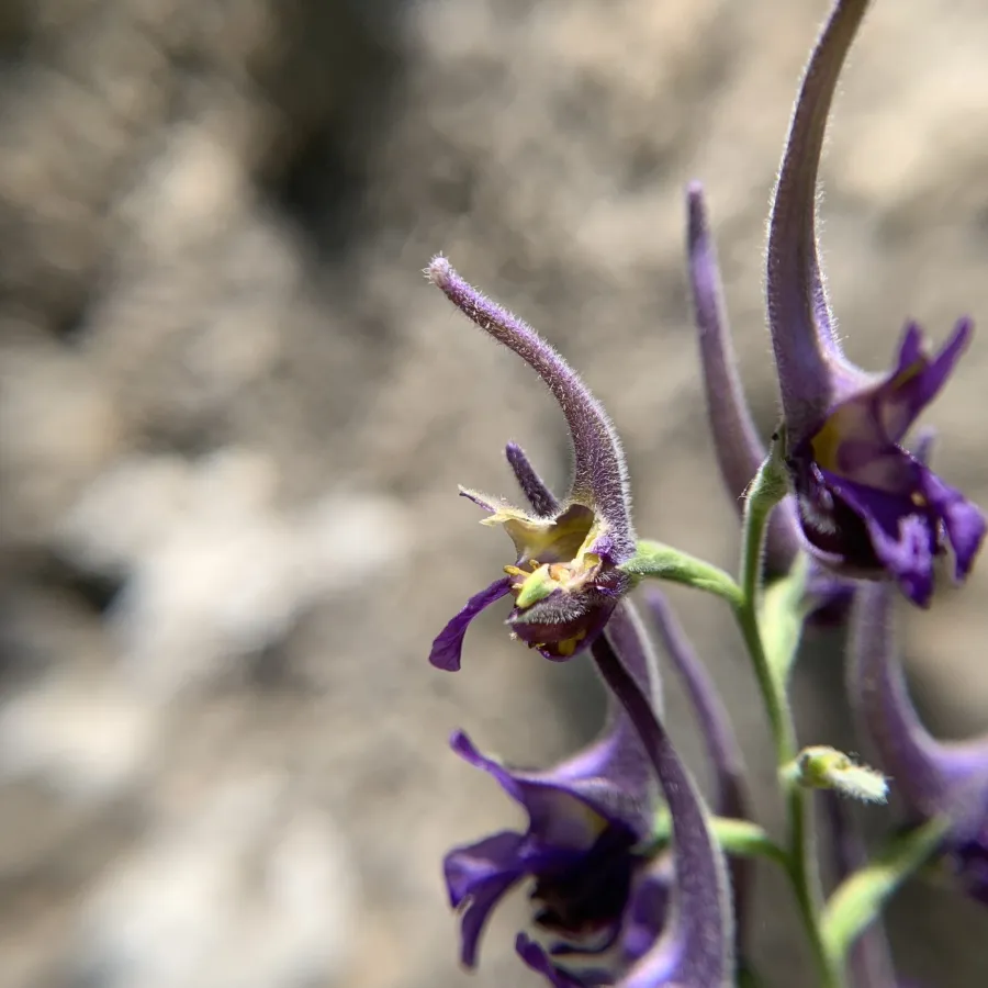 Delphinium peregrinum