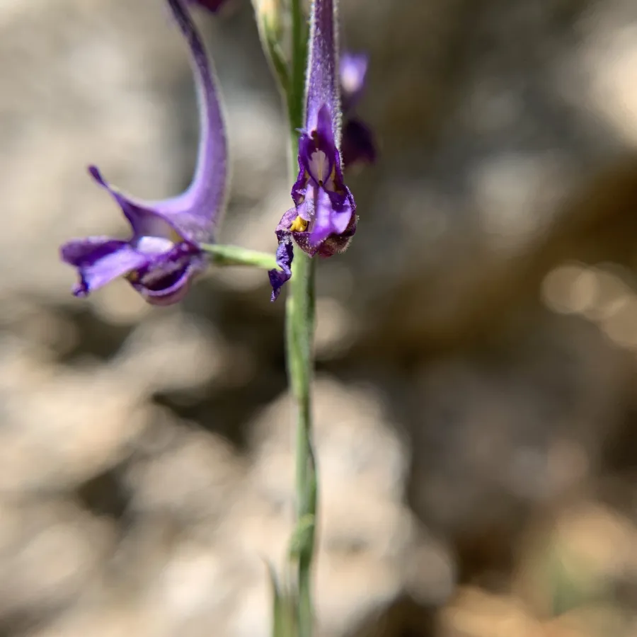 Delphinium peregrinum