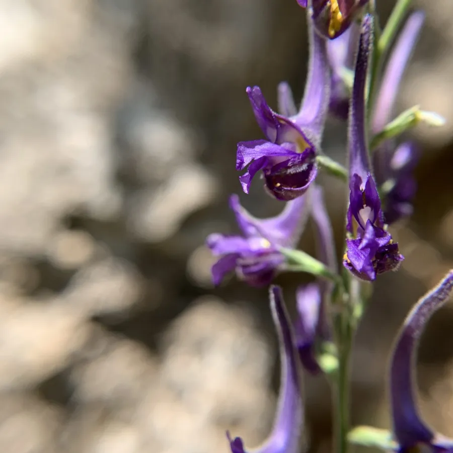 Delphinium peregrinum