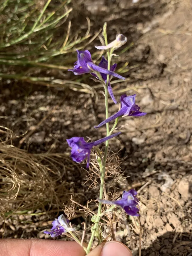 Delphinium quercetorum