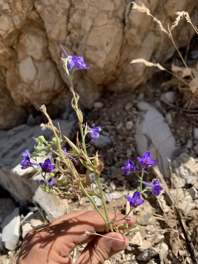 Delphinium quercetorum