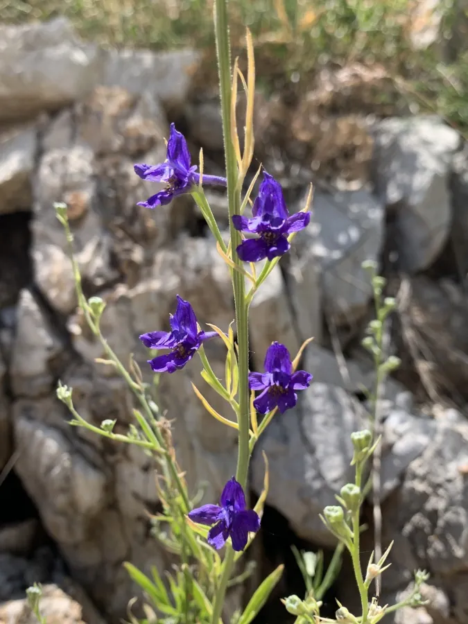 Delphinium quercetorum