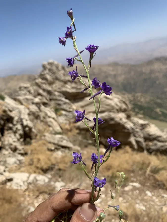 Delphinium quercetorum