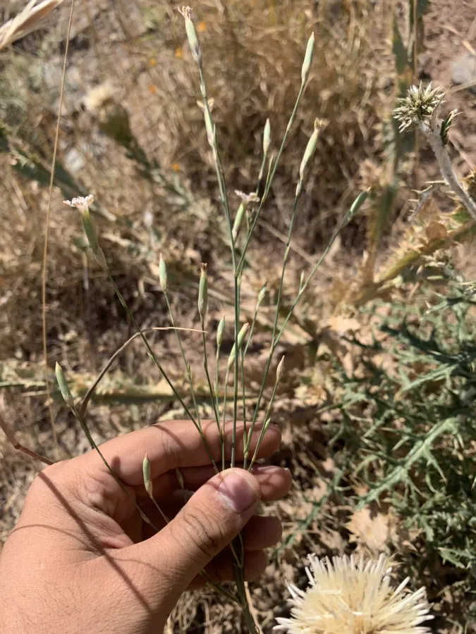 Dianthus cretaceus