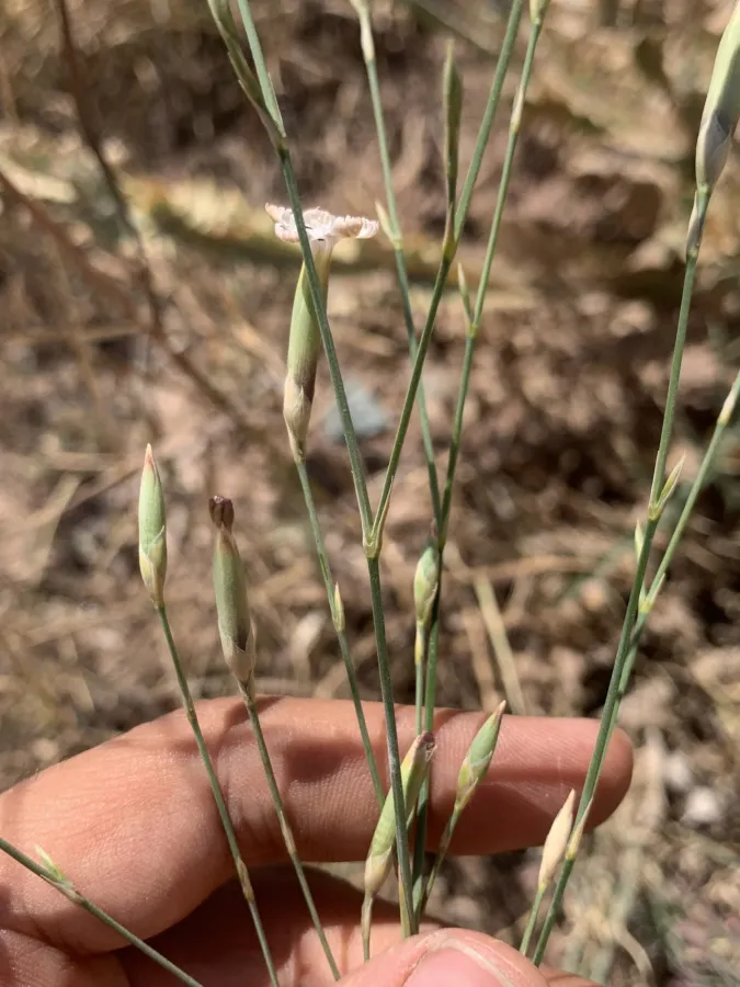 Dianthus cretaceus