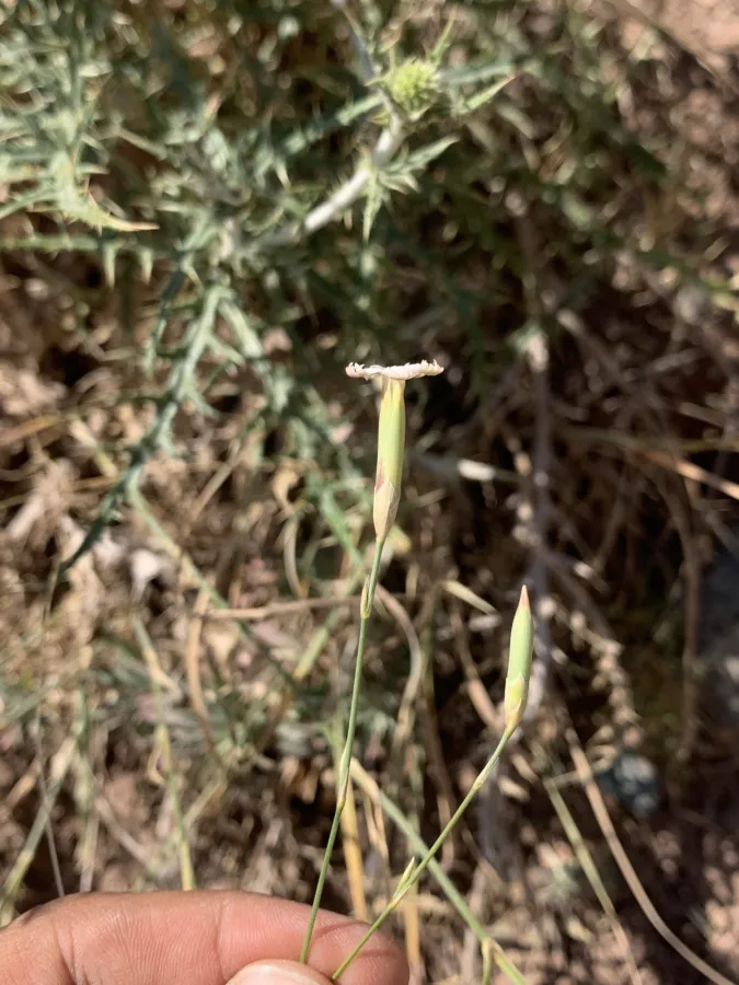 Dianthus cretaceus