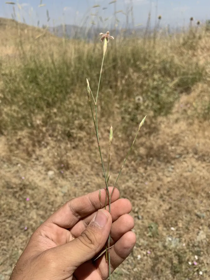 Dianthus cretaceus