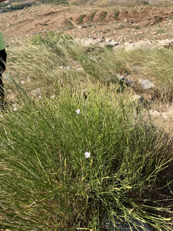 Dianthus floribundus