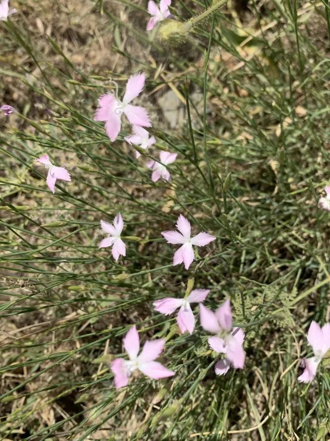 Dianthus floribundus