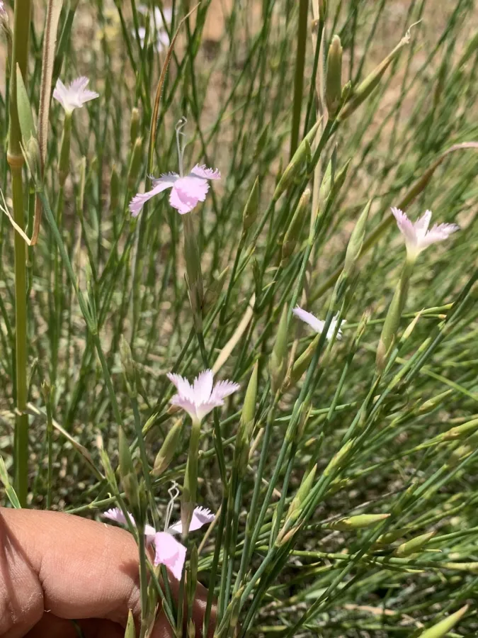 Dianthus floribundus