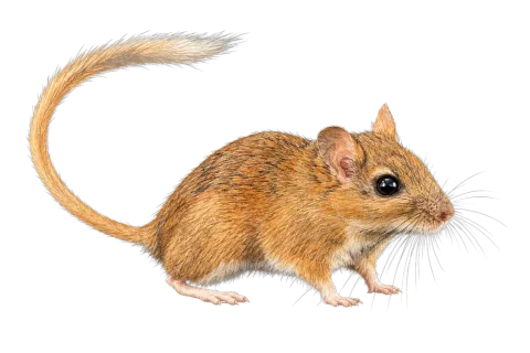 Persian Jird