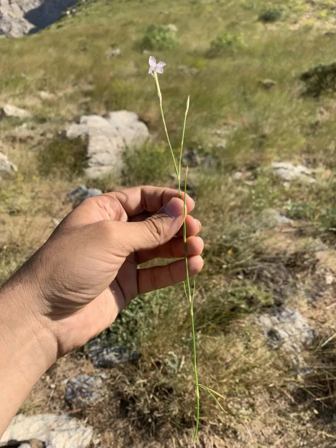 Dianthus floribundus