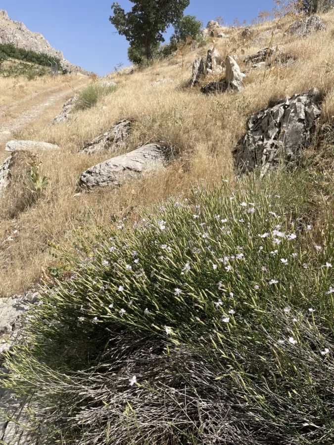 Dianthus longivaginatus