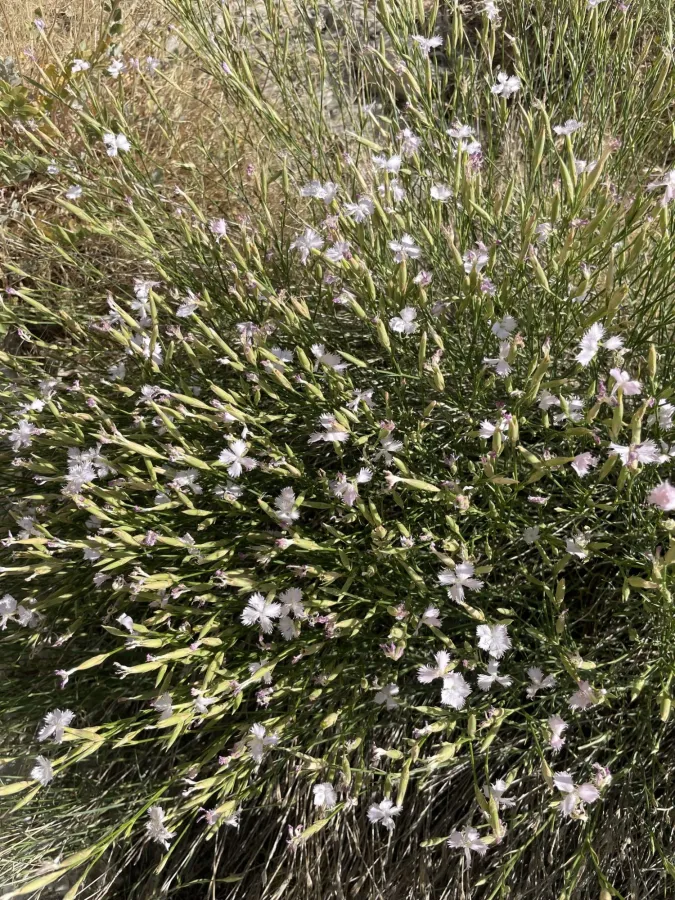 Dianthus longivaginatus