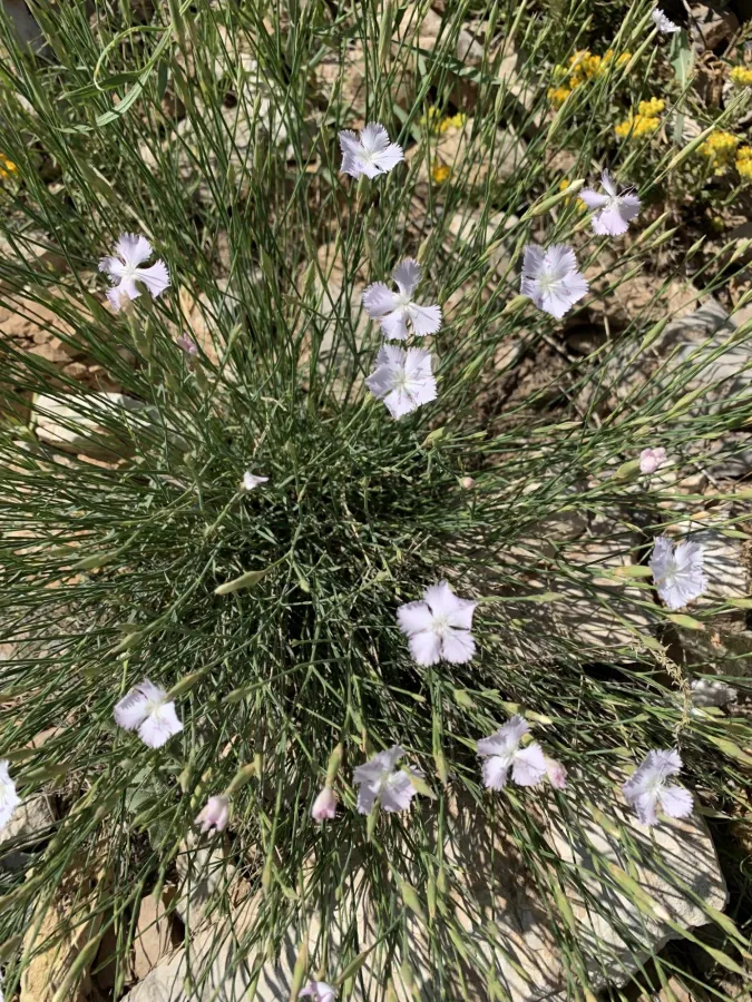 Dianthus longivaginatus