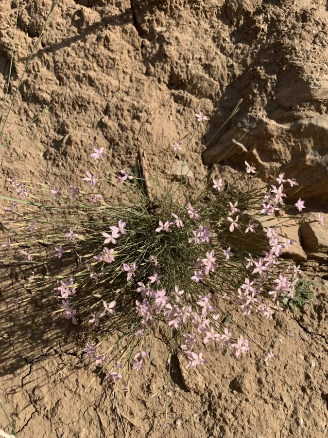 Dianthus longivaginatus