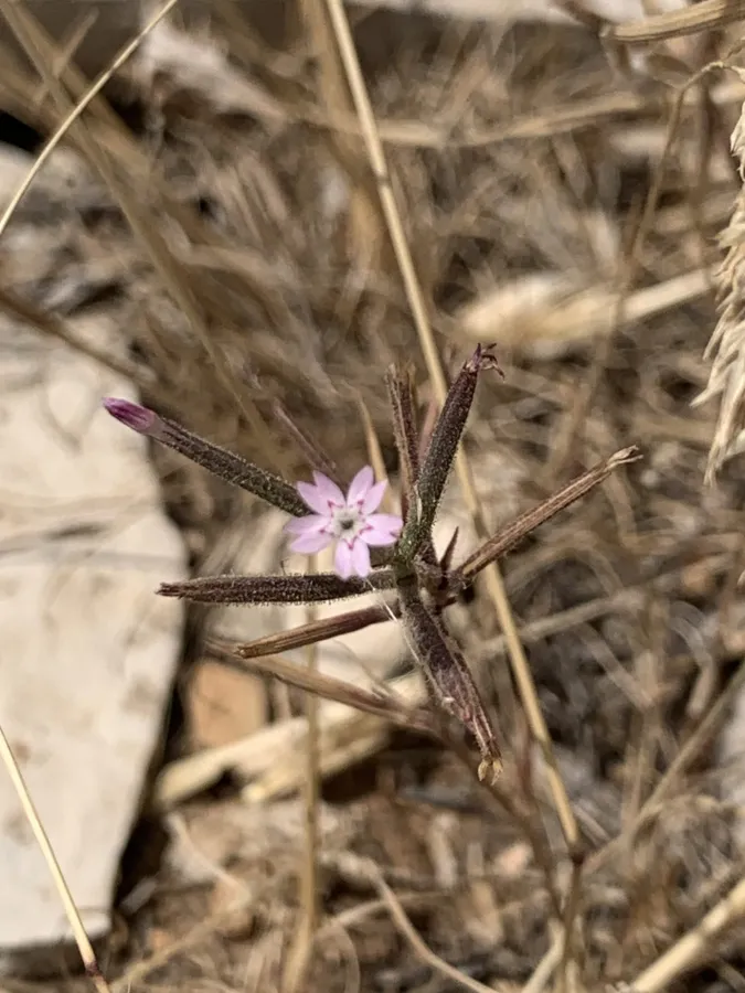 Dianthus nudiflorus