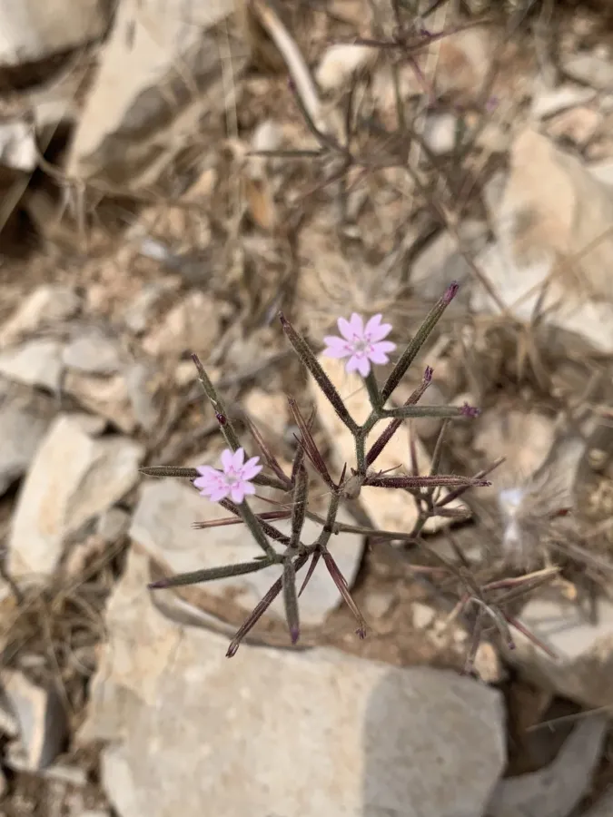 Dianthus nudiflorus