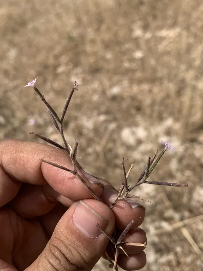 Dianthus nudiflorus