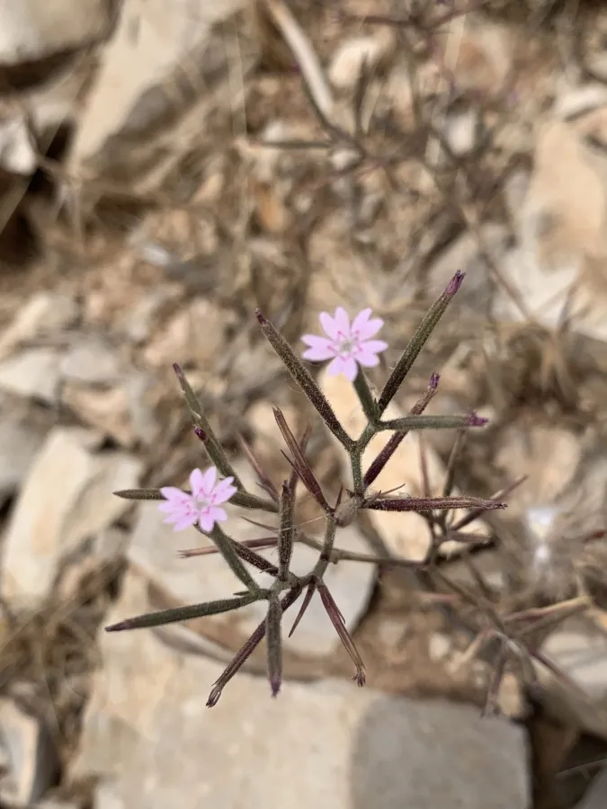 Dianthus nudiflorus