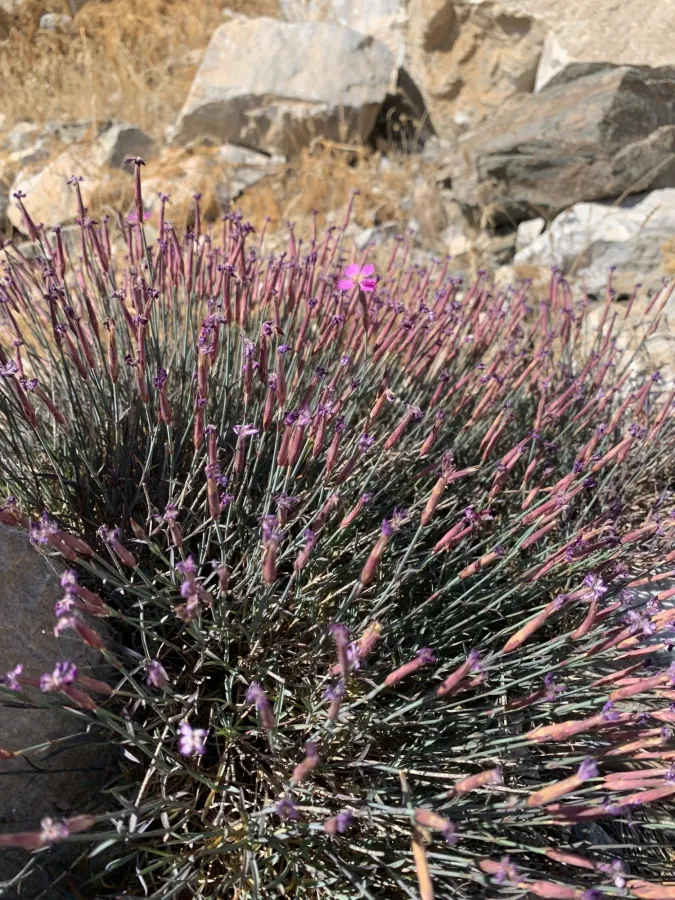 Dianthus orientalis