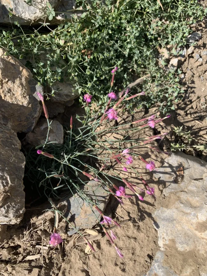 Dianthus orientalis