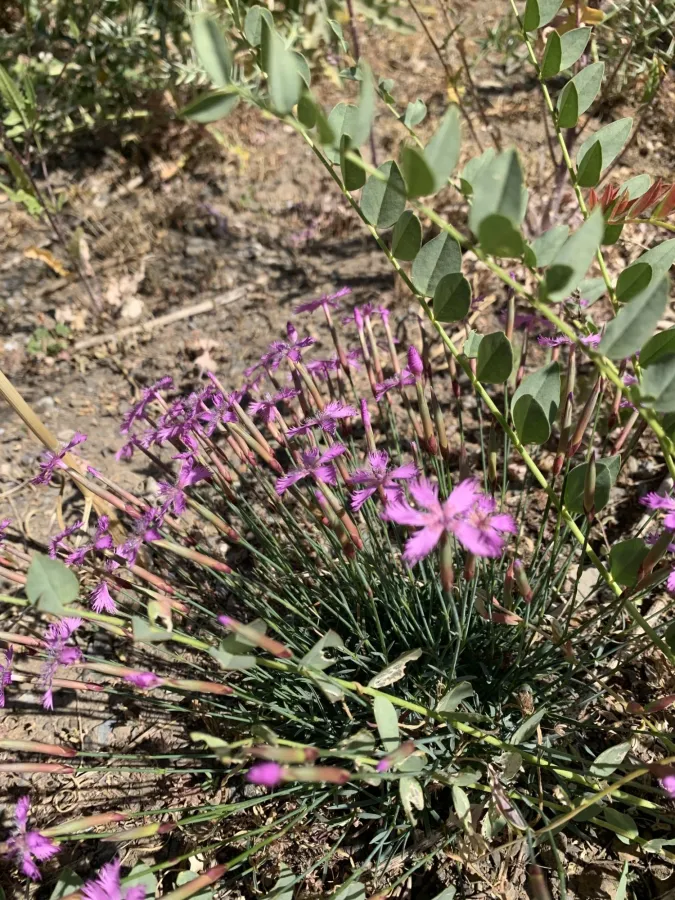 Dianthus orientalis