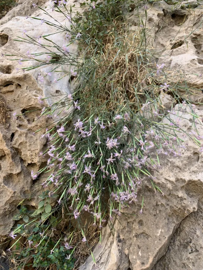 Dianthus orientalis