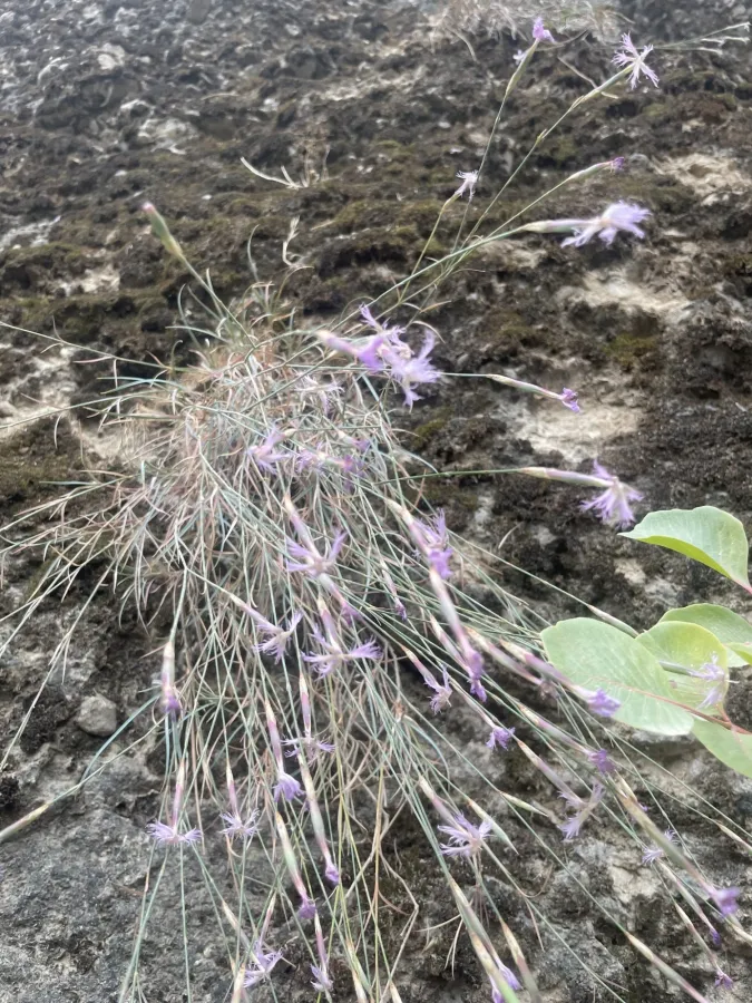 Dianthus pendulus