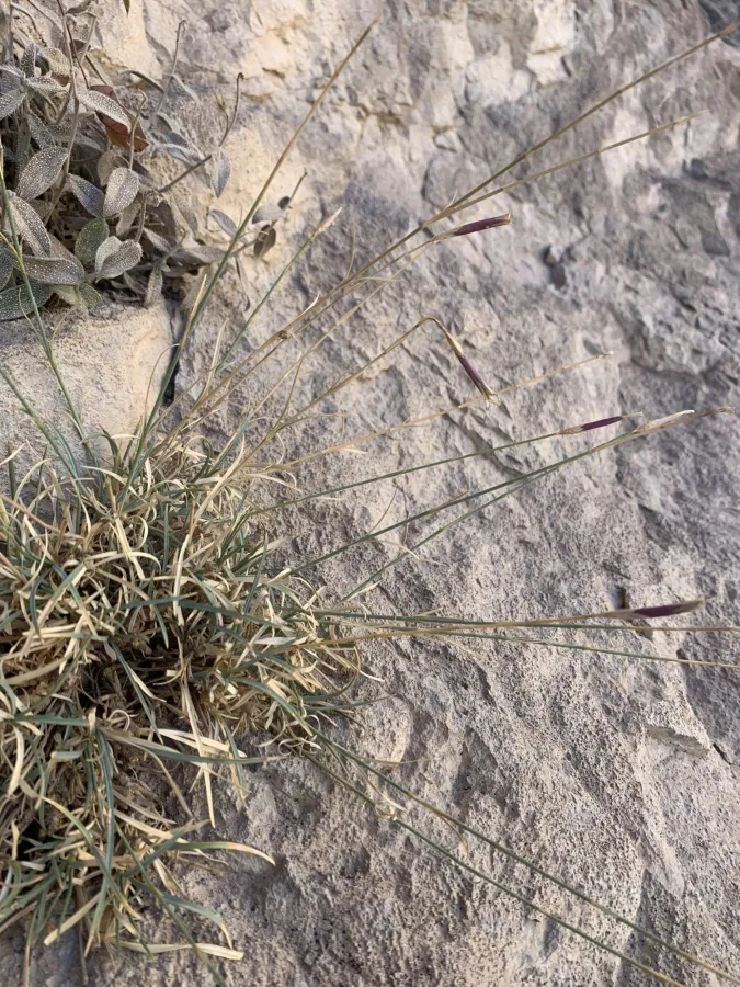 Dianthus pendulus