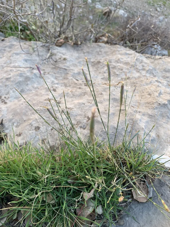 Dianthus pendulus