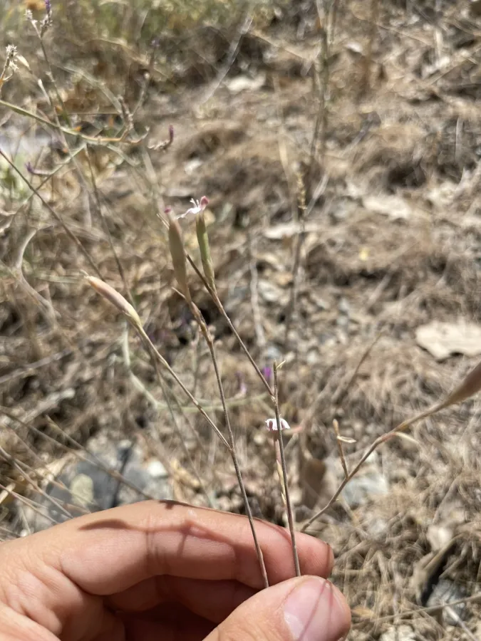 Dianthus siphonocalyx