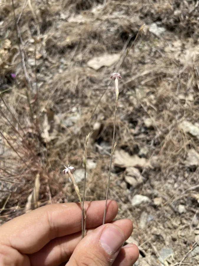 Dianthus siphonocalyx