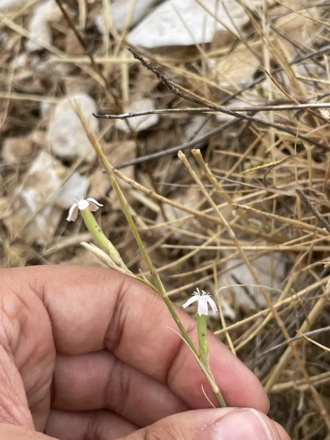 Dianthus siphonocalyx