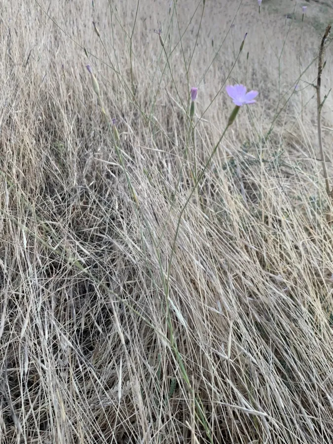 Dianthus strictus