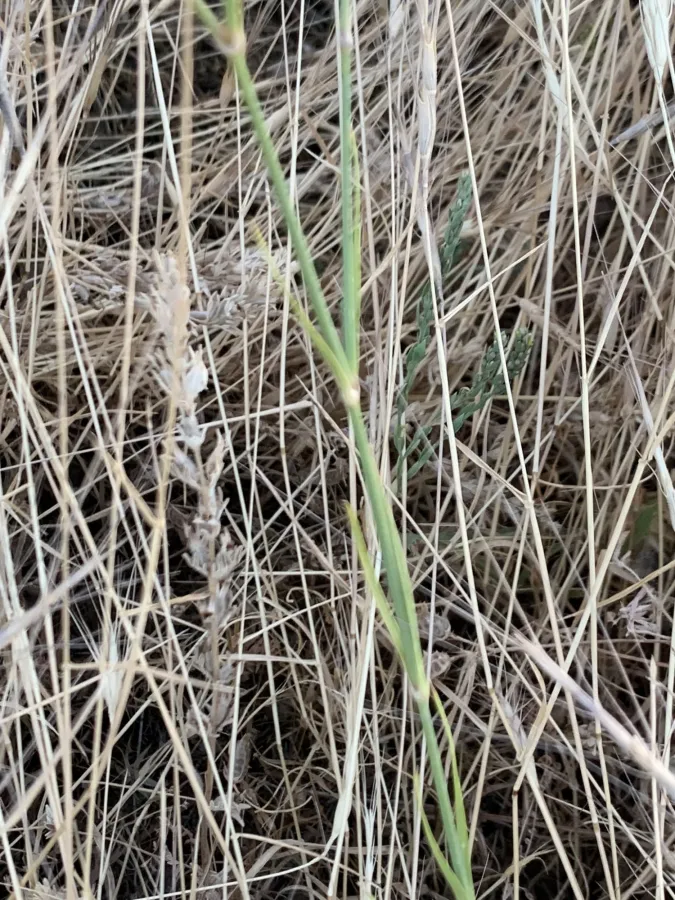 Dianthus strictus