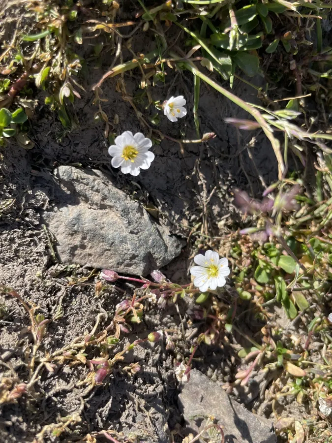 Dichodon cerastoides