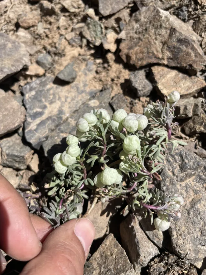 Didymophysa aucheri