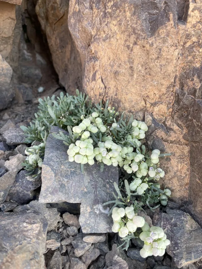 Didymophysa aucheri