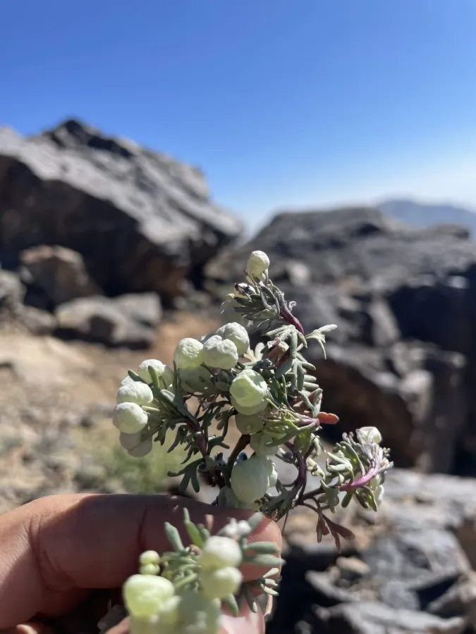 Didymophysa aucheri