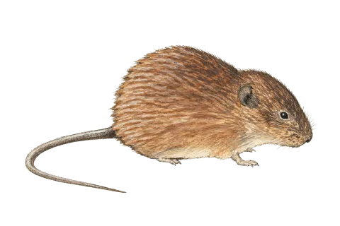 Eurasian Water Vole