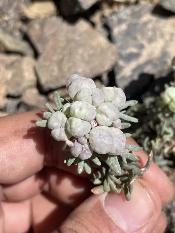 Didymophysa aucheri