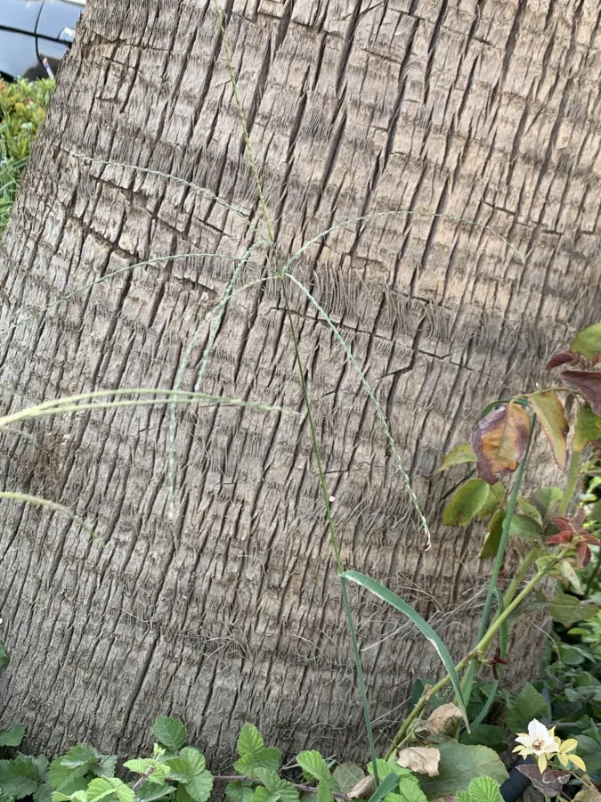 Digitaria sanguinalis