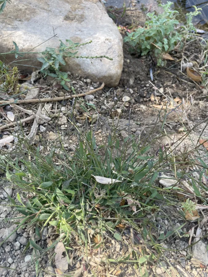 Digitaria sanguinalis