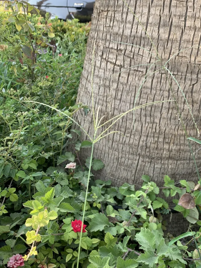 Digitaria sanguinalis